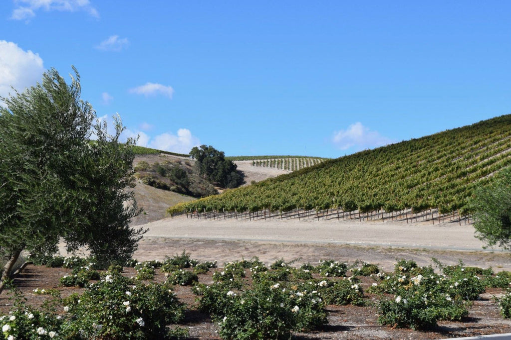 Exploring Paso Robles' Must-Visit Wineries: Sip, Swirl, and Savor Perfection